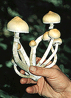 Psilocybe cubensis-8.gif